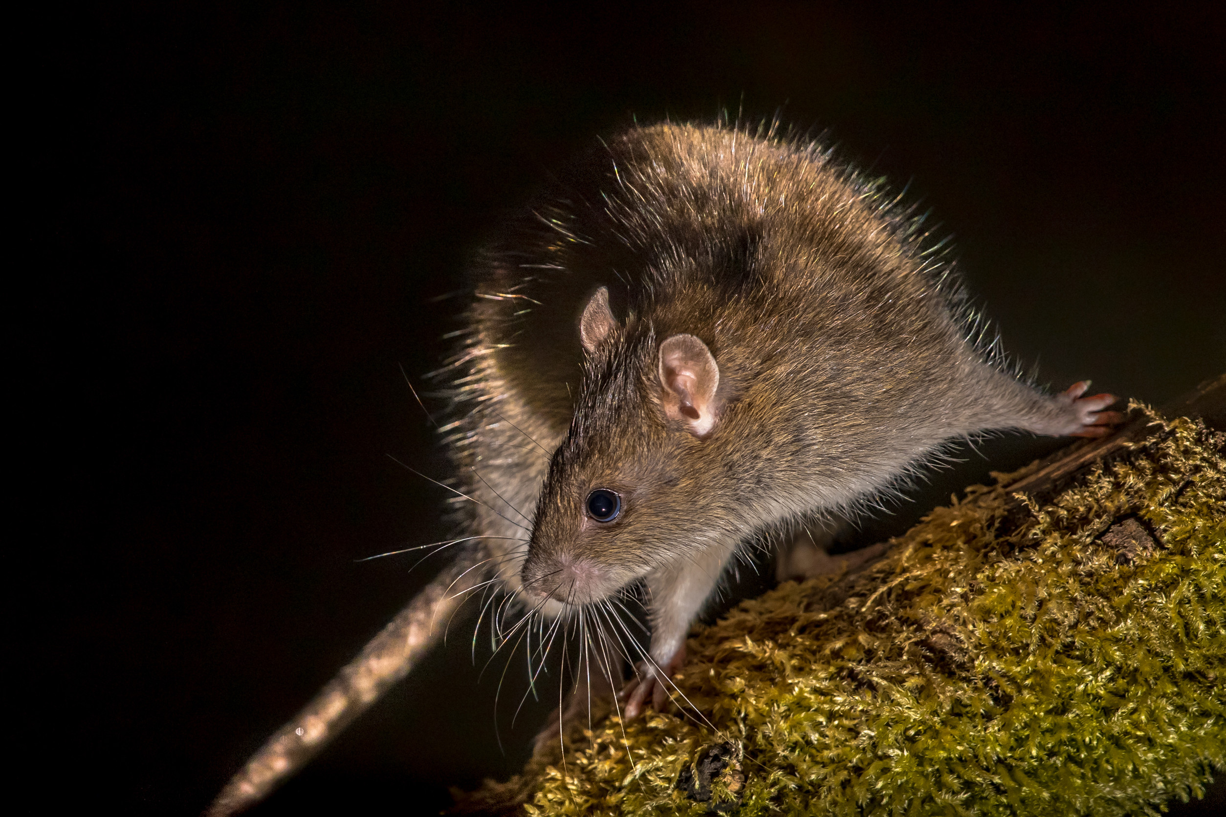 A brown rat with long whiskers perched on a moss-covered tree branch in low light.