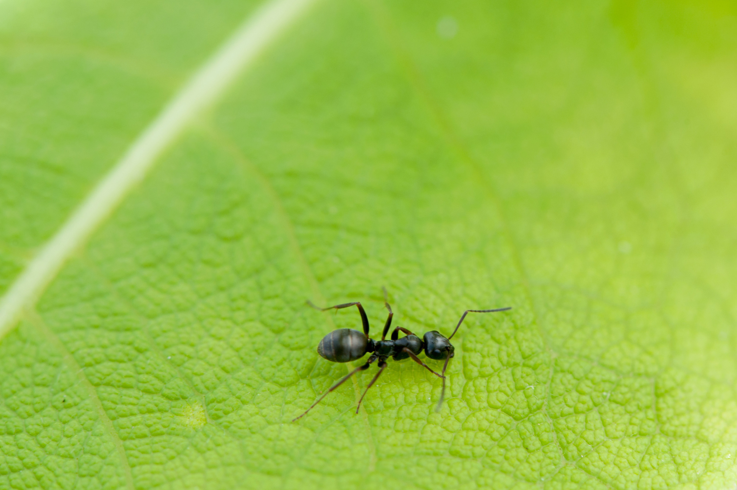 A close-up image of a black carpenter ant walking on a vibrant green leaf, showing its segmented body and antennae. Learn how to get rid of carpenter ants effectively.