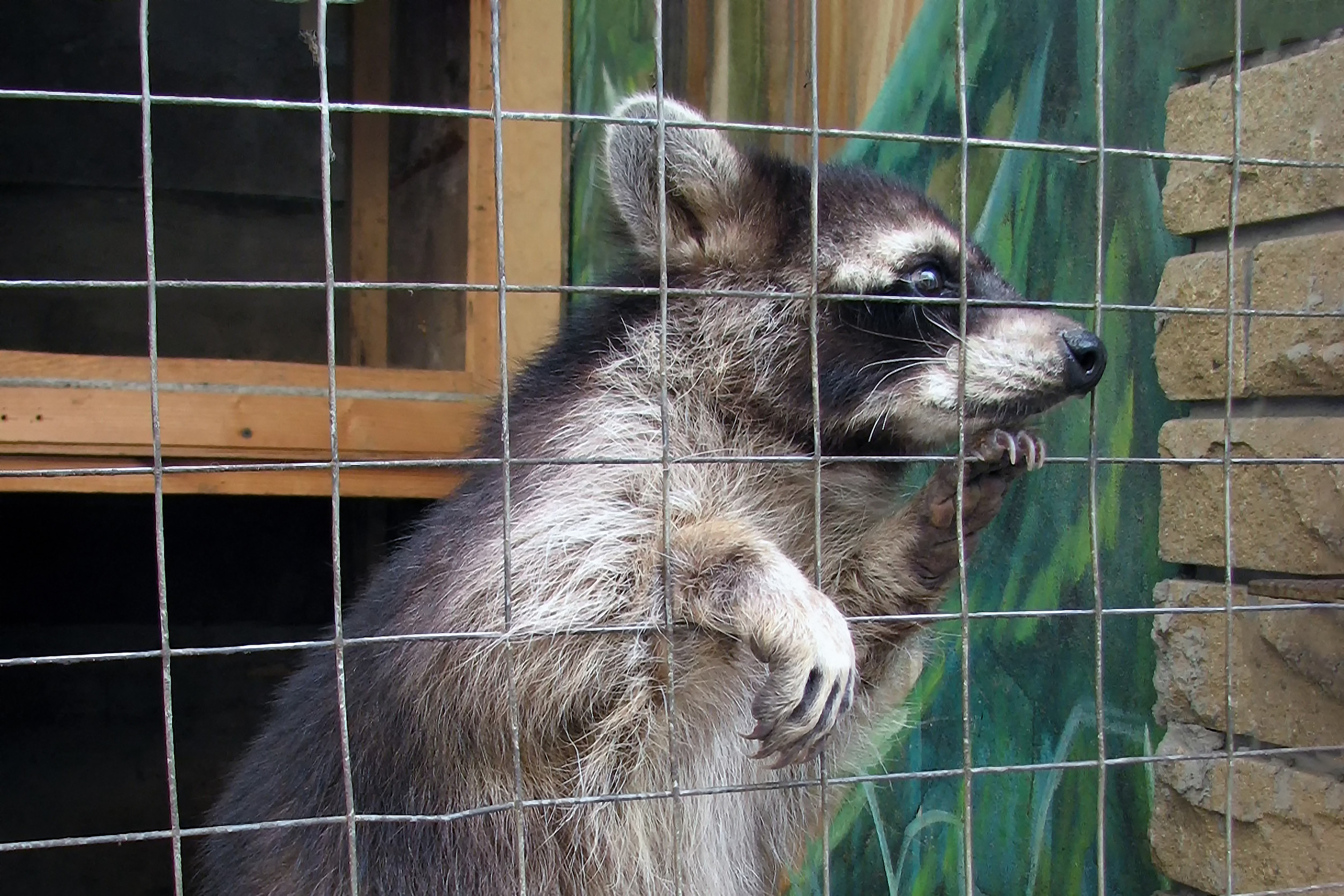 Raccoon behind a wire fence, looking through the mesh with its paw resting on the wires.