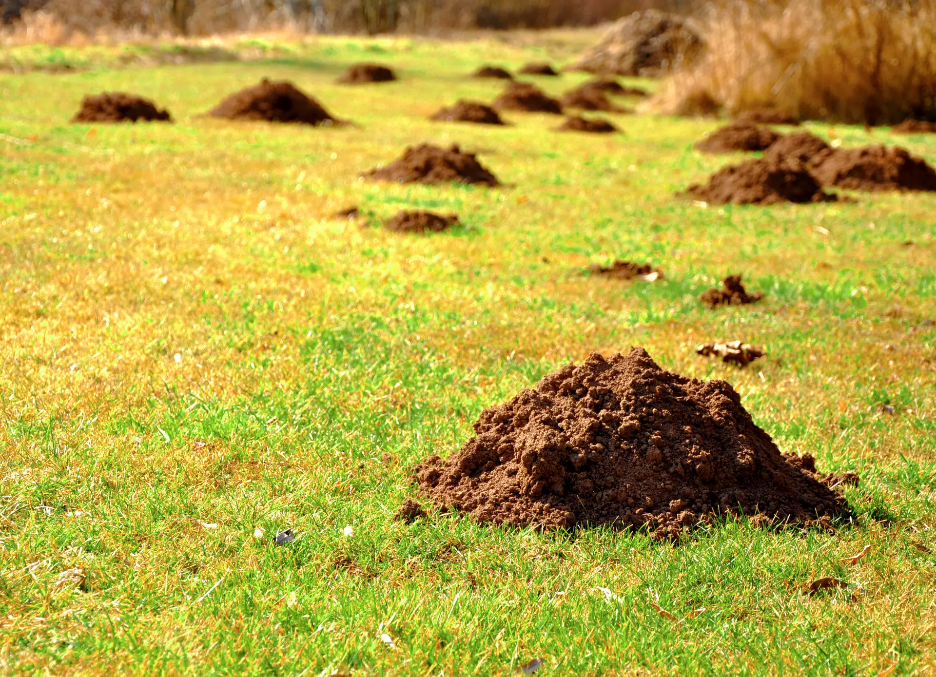 Molehills in Yard
