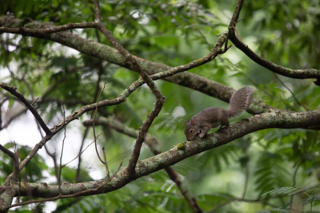 Squirrel chewing the bark off a tree limb
