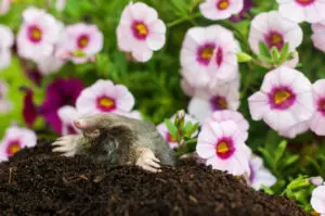 mole in garden