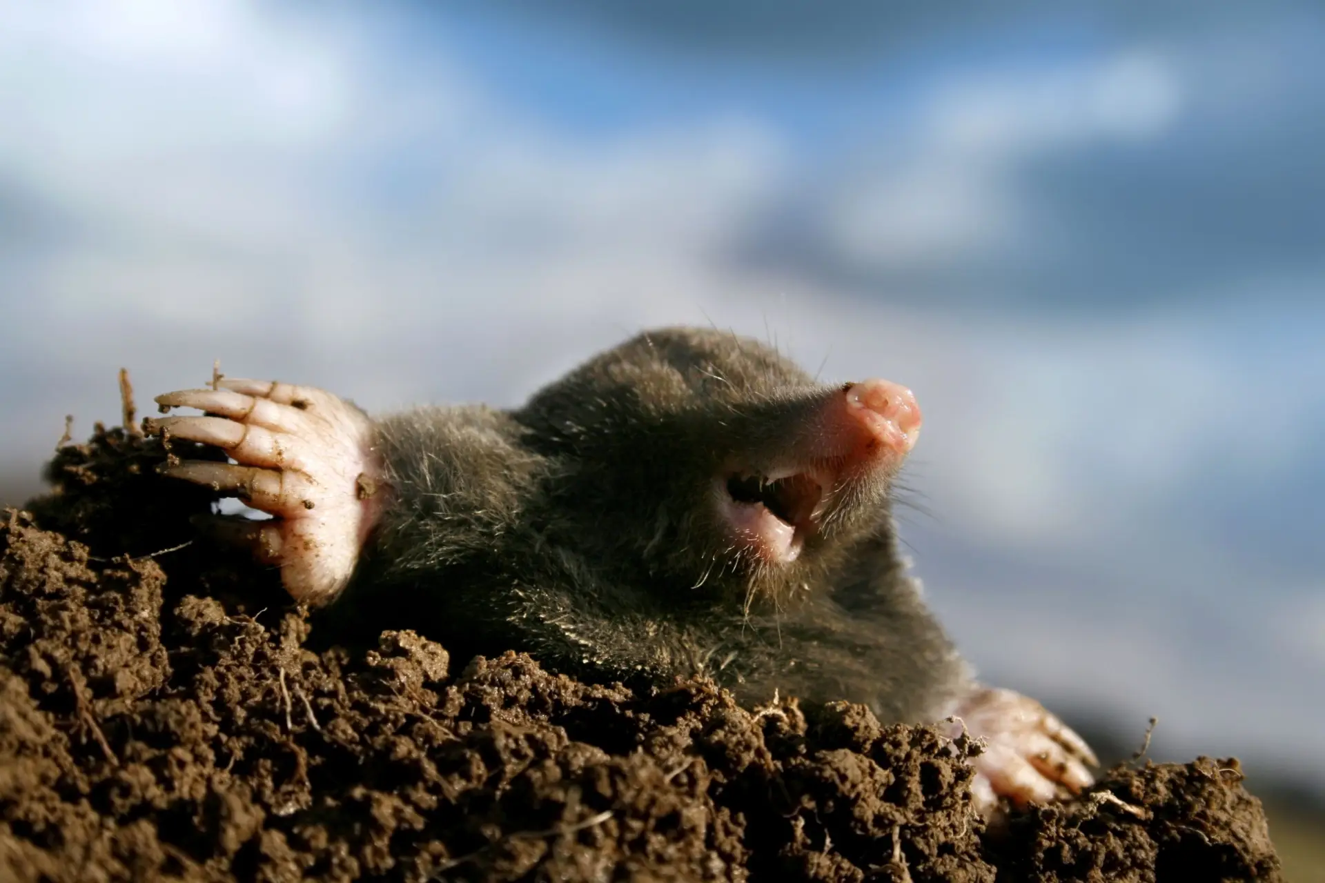 Are Moles a Common Problem for Vancouver Homeowners?