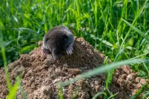 Protect Your Vancouver Property From Mole Damage