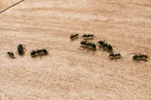 Local Ant Exterminator in Vancouver, WA