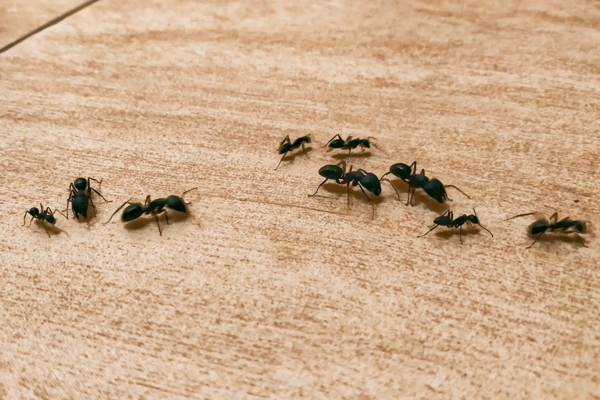 Local Ant Exterminator in Vancouver, WA
