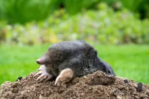 Mole Control & Removal Services in Portland