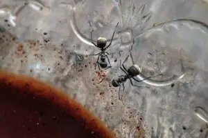 Why Ants Are a Major Problem in Portland, OR