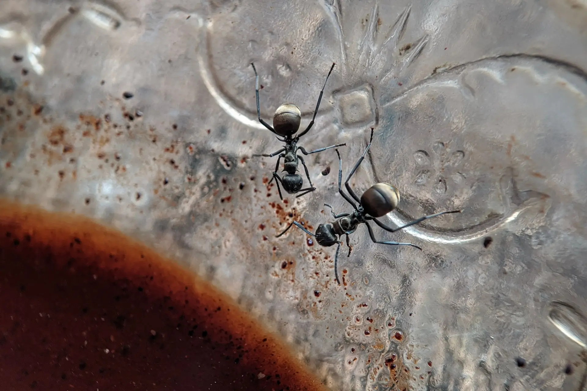 Why Ants Are a Major Problem in Portland, OR