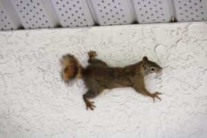 How to Keep Squirrels Out of Your Portland Attic and Crawl Space