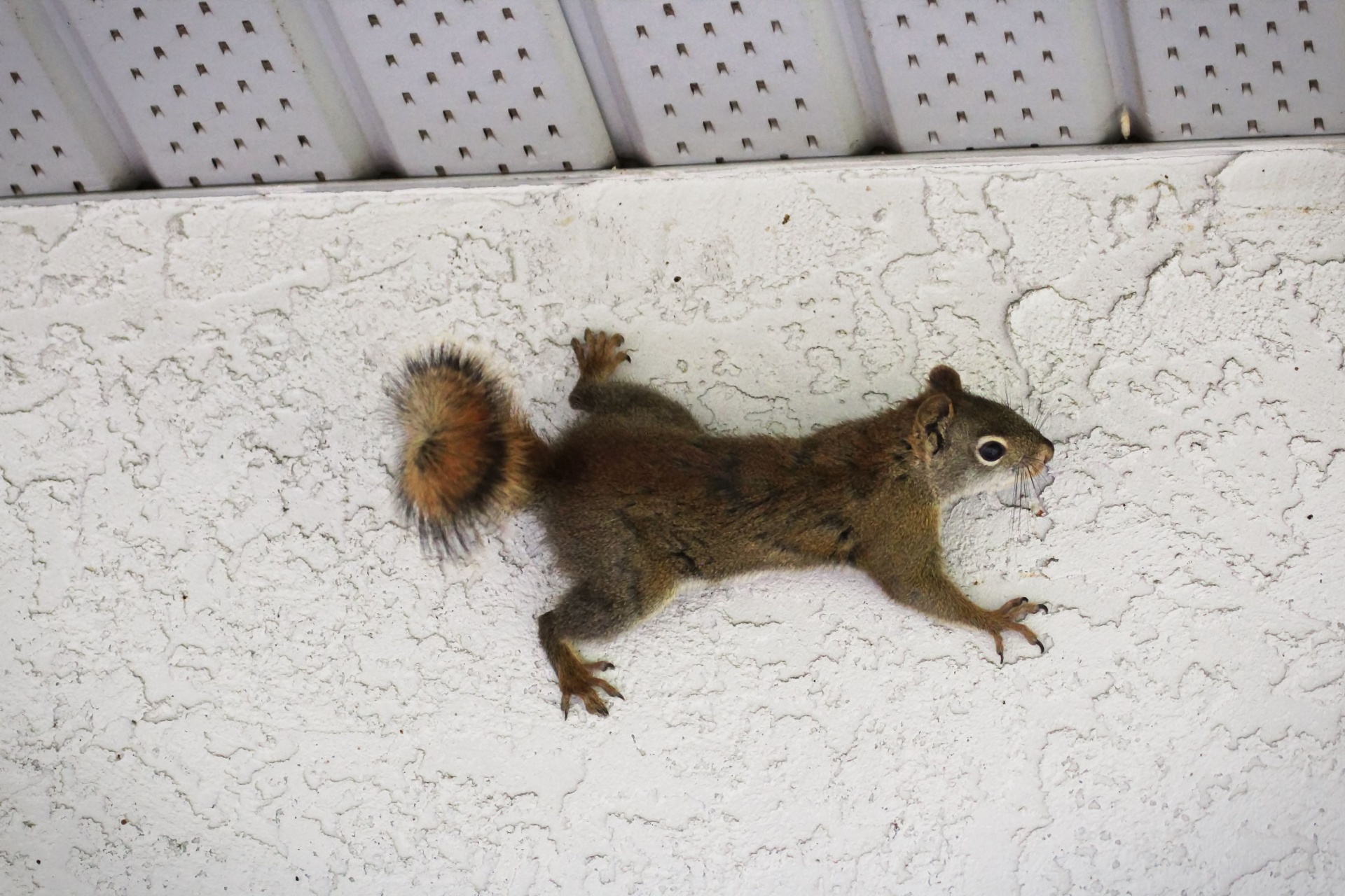 How to Keep Squirrels Out of Your Portland Attic and Crawl Space
