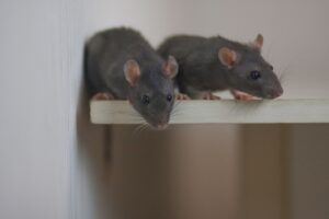 How Do I Know if I Have a Rodent Problem in My Portland Home?