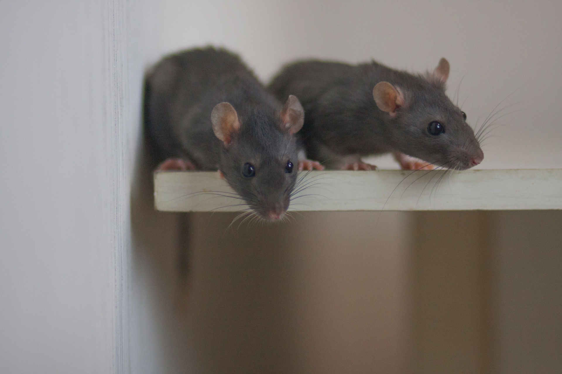 How Do I Know if I Have a Rodent Problem in My Portland Home?
