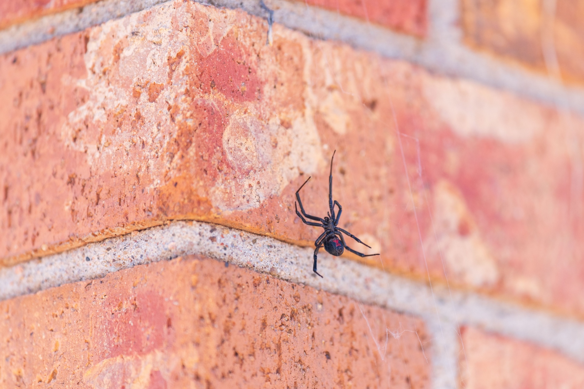 Top Spiders You Might See in Vancouver, WA — and Which Ones to Avoid