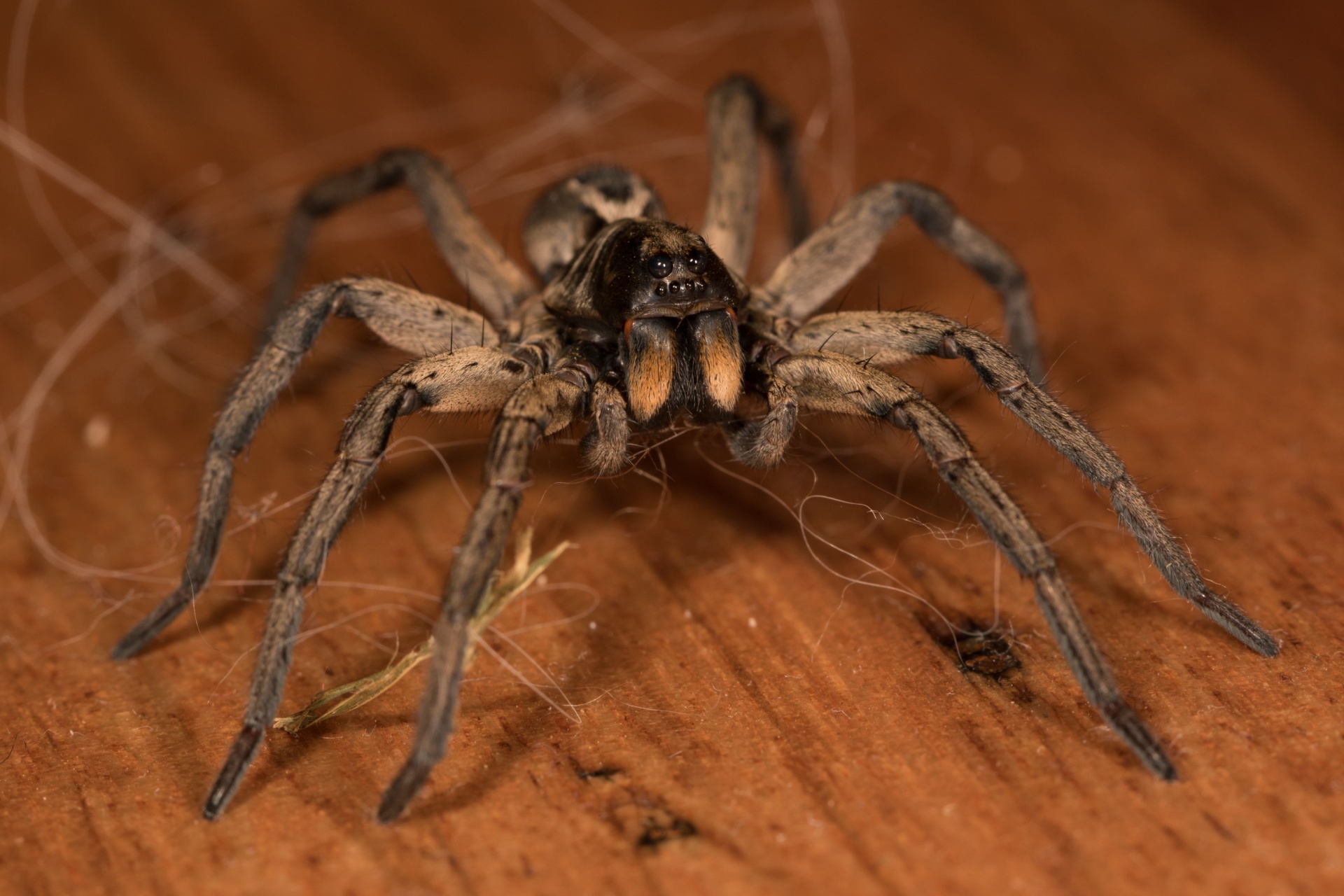 Spider Control Experts in Portland, OR