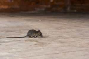 Professional Rodent Control in the Pacific Northwest: What to Expect