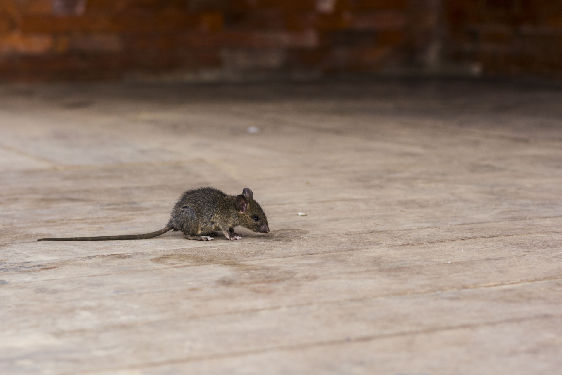 Professional Rodent Control in the Pacific Northwest: What to Expect