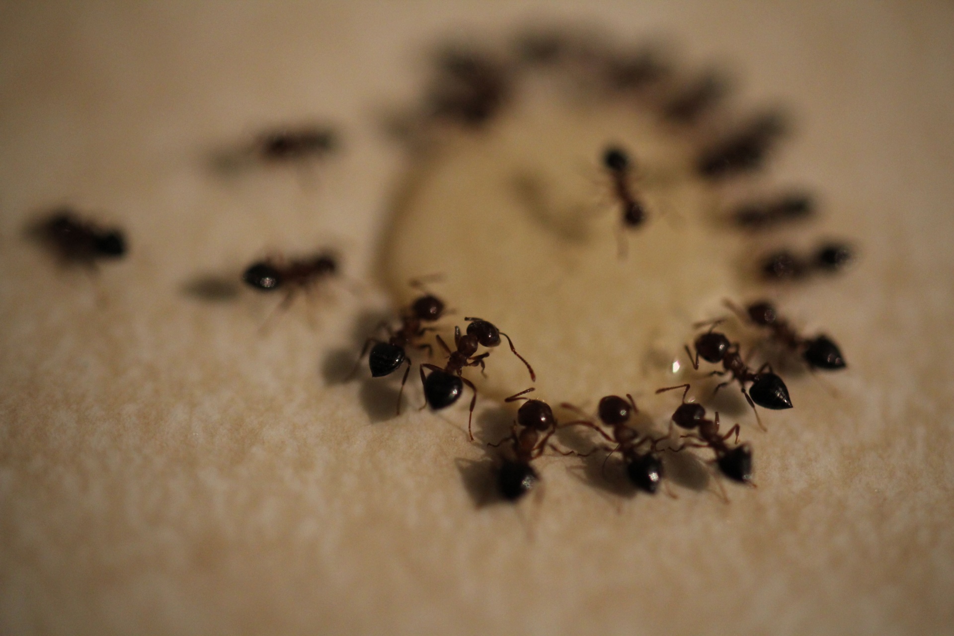 Who’s the Best Exterminator for Ant Infestations in Kitchens Around Portland?