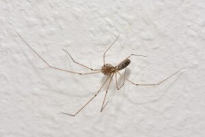 Top 9 Reasons to Choose True Guard Pest and Wildlife for Spider Control