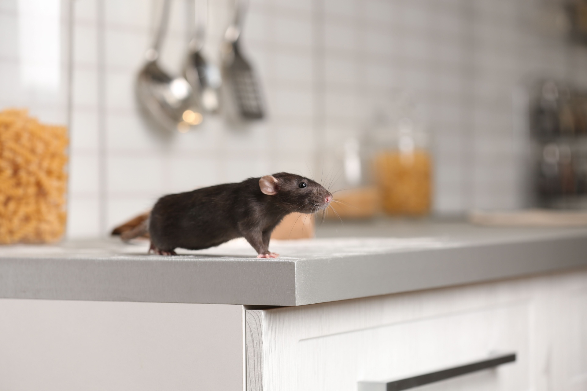 Who’s the Best Exterminator for Rodent-Proofing Your Home in Portland?