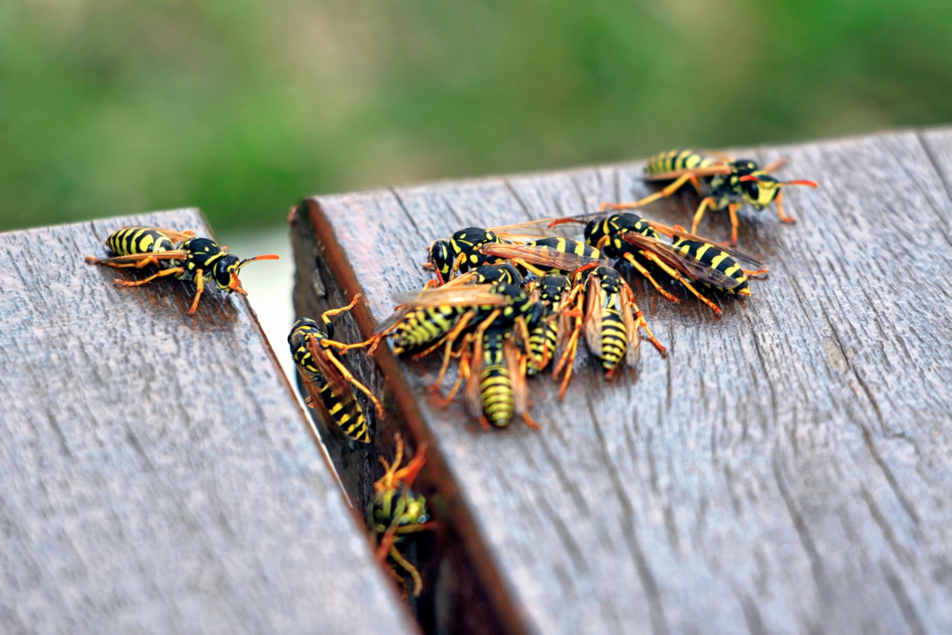 Top 8 Reasons to Choose True Guard Pest and Wildlife for Stinging Insect Control