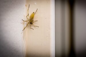 Best Ways to Spider-Proof Your Portland Home