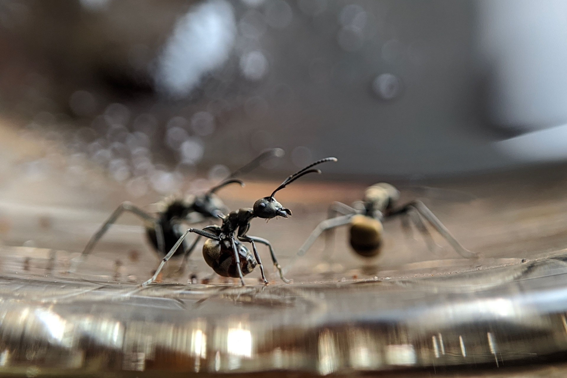 Top 8 Reasons to Choose True Guard Pest and Wildlife for Ant Control