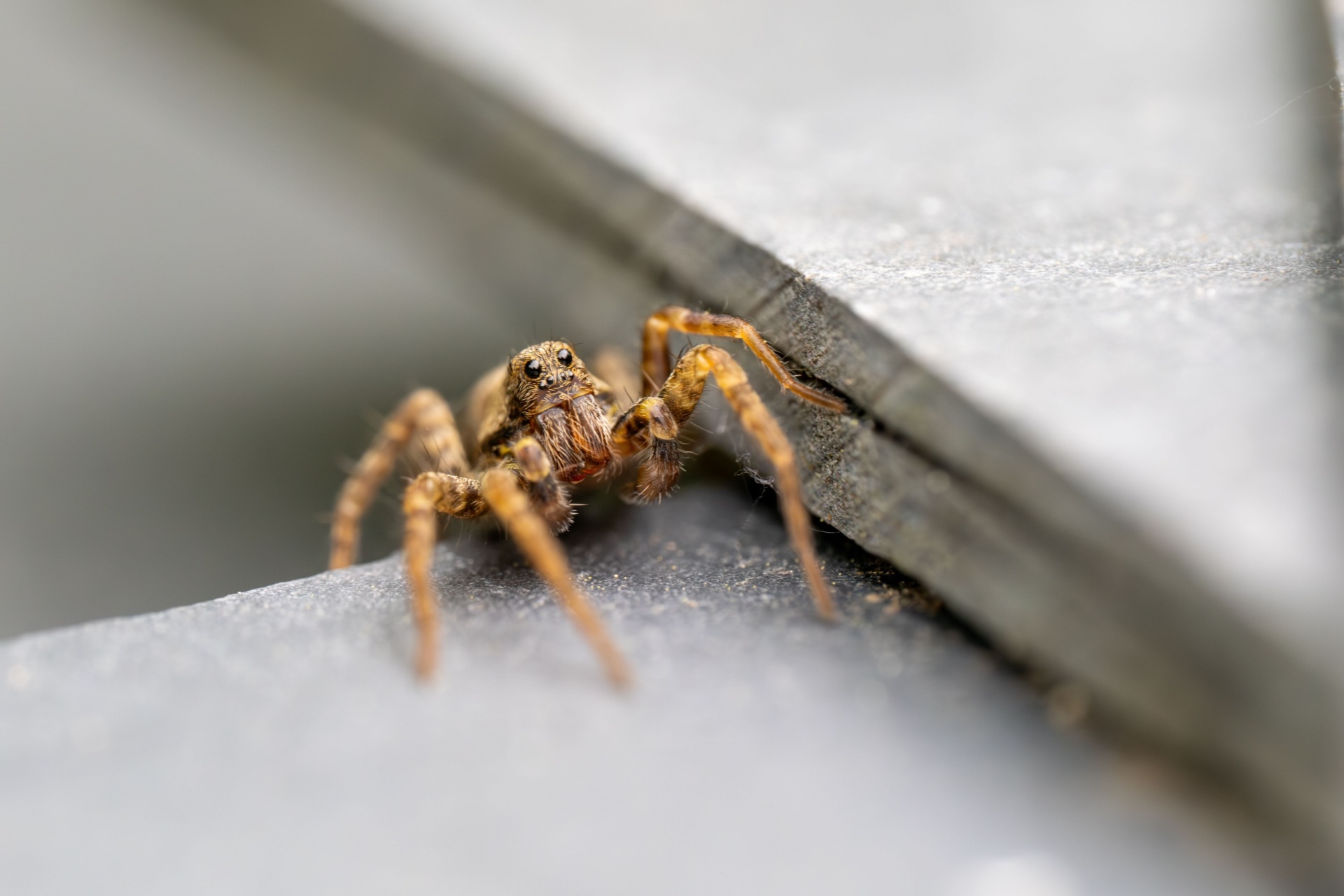 Who’s the Best Exterminator for Getting Rid of Spiders in Portland?