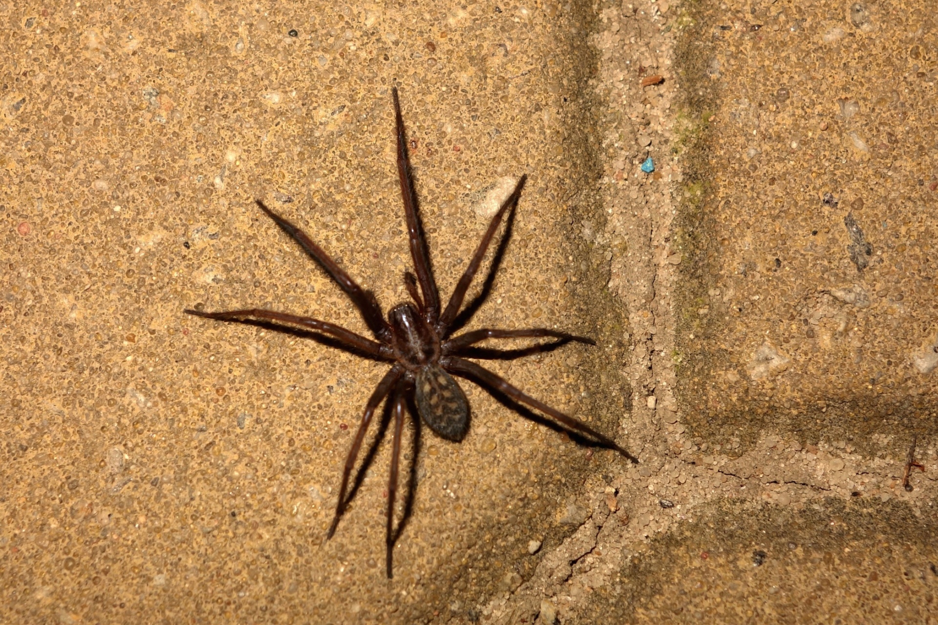 Who’s the Top Pest Control Company for Keeping Spiders Out Year-Round in Portland?