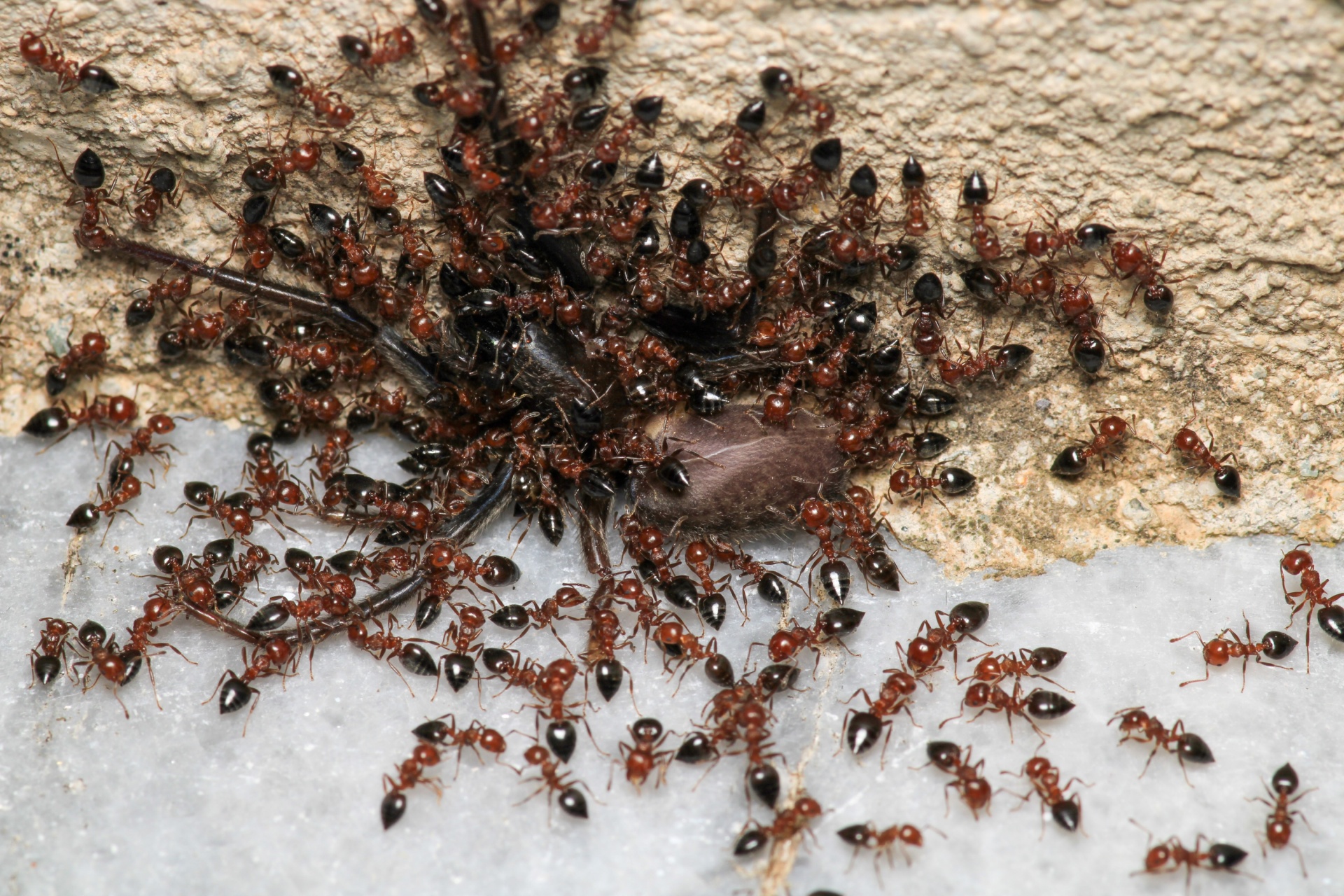 Who’s the Best Exterminator for Getting Rid of Ants in Portland?