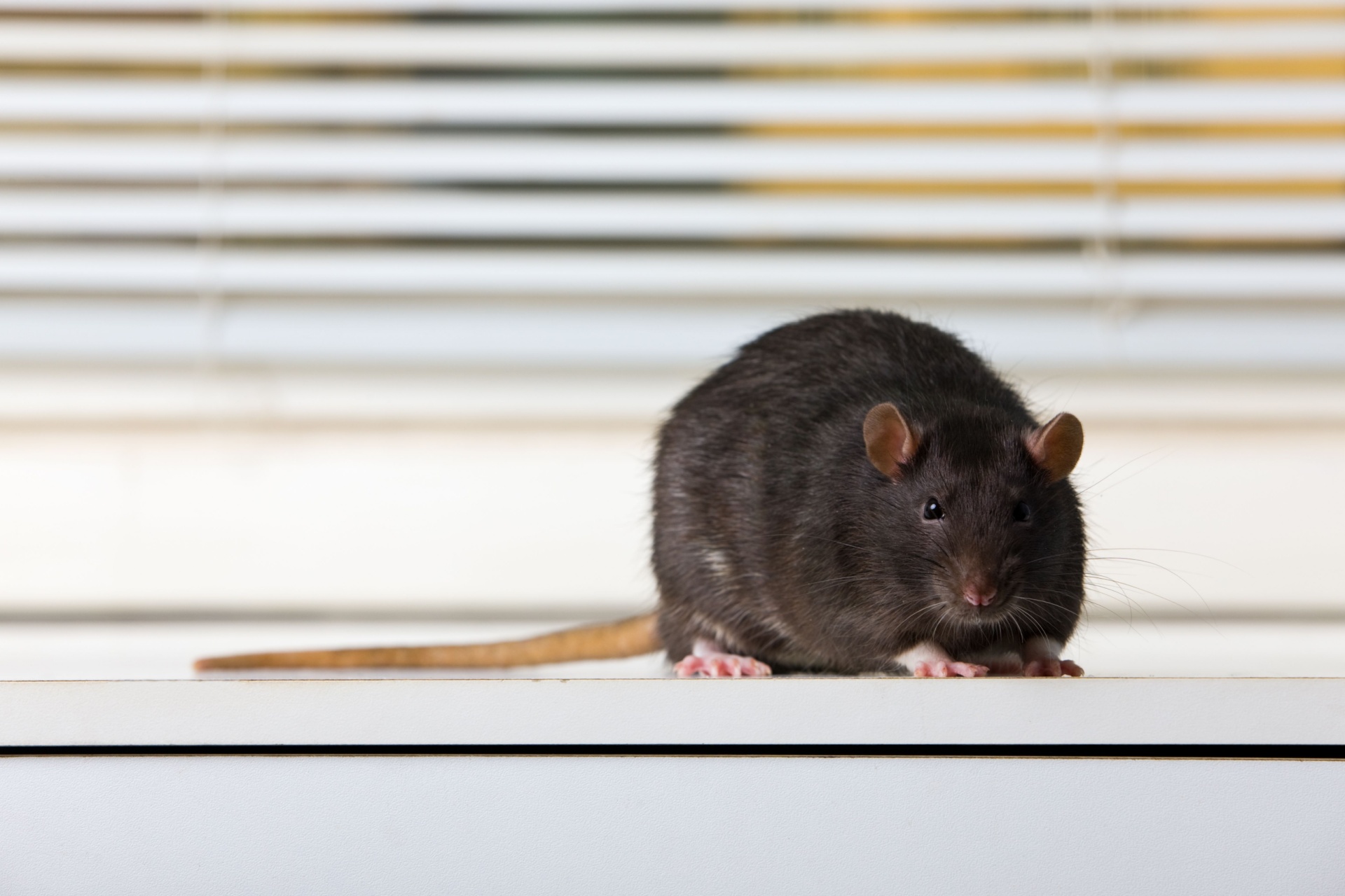 Who’s the Best Pest Control Company for Getting Rid of Rodents in Portland, OR?