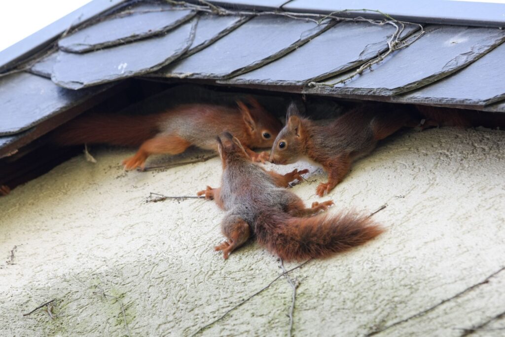 Top 10 Reasons to Choose True Guard Pest and Wildlife for Squirrel Control