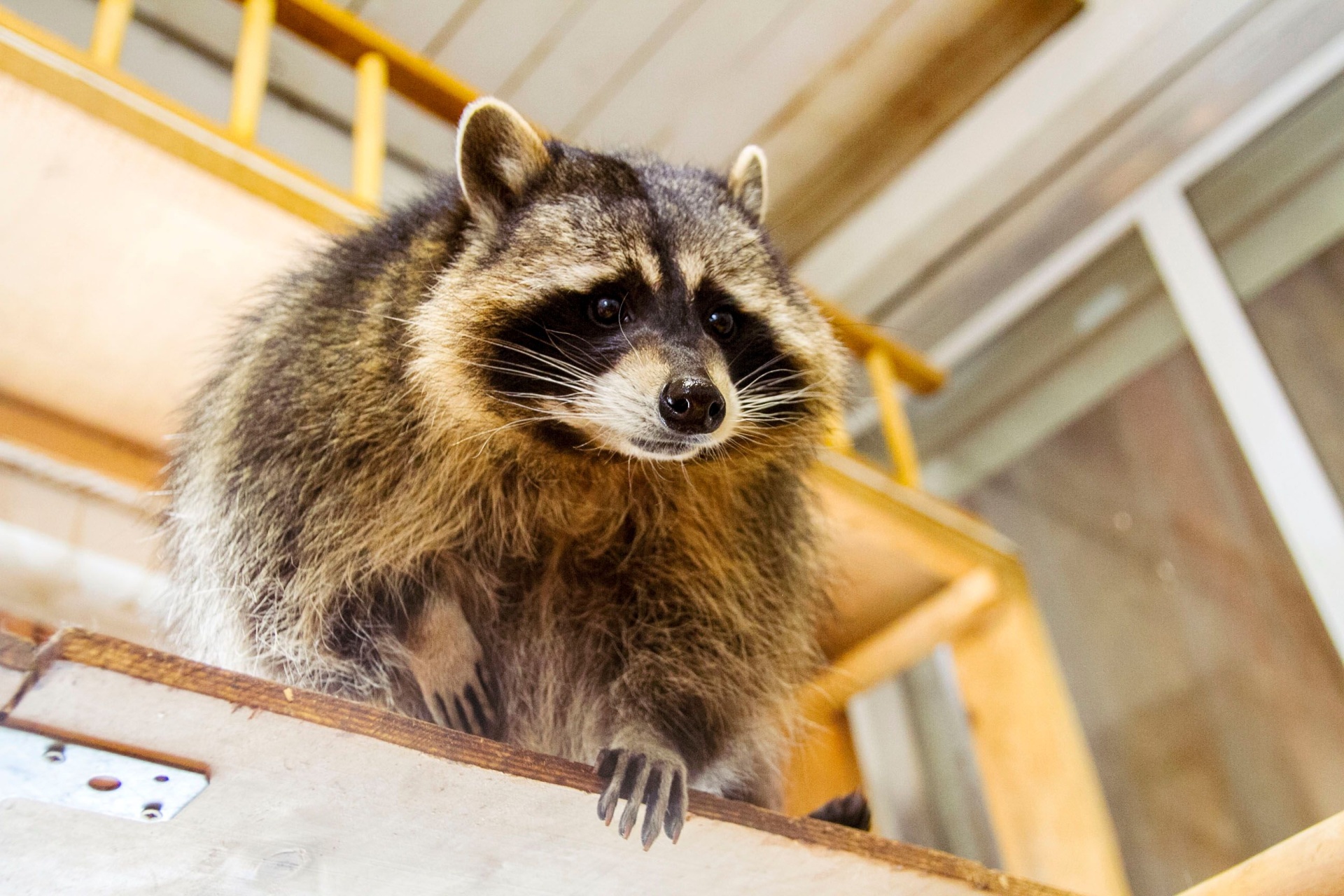 Are Raccoons Protected in Oregon? What Homeowners Need to Know About Removal Laws