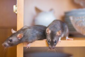 The Dangers of Rats in Older Portland Neighborhoods: Why Prevention Matters