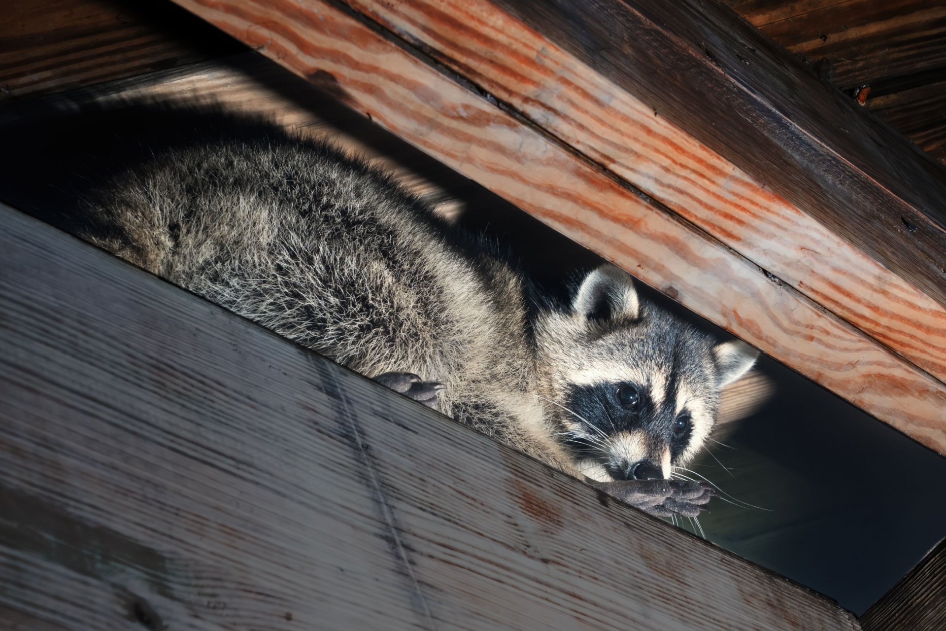 Top Signs a Raccoon Is Living in Your Attic or Chimney