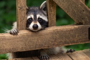 Raccoons in Portland Why They’re Getting Bolder Around Homes and Businesses