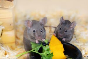 Safe & Effective Rodent Control Methods for Pet-Friendly Portland Homes
