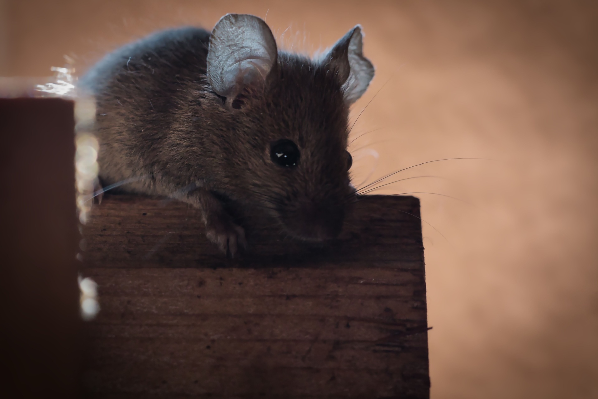 Why You Shouldn’t Ignore Rodent Droppings in Your Portland Garage