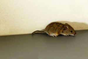Mice vs. Rats: How to Tell Which Rodent Is in Your Portland Home