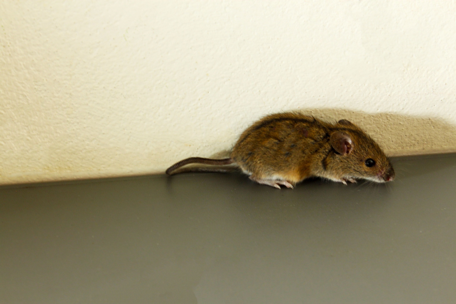 Mice vs. Rats: How to Tell Which Rodent Is in Your Portland Home