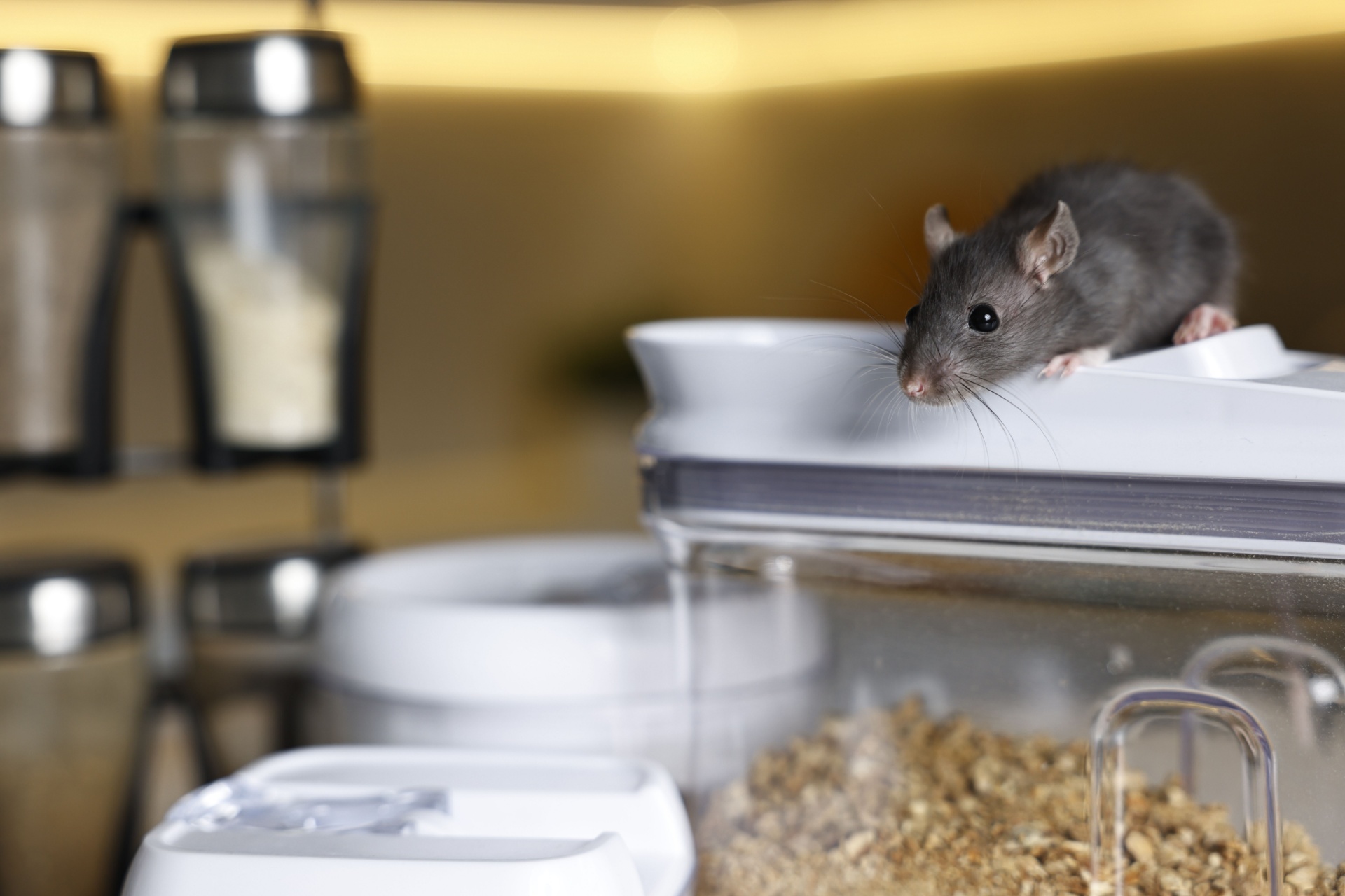 Top Signs of a Rodent Infestation in Your Portland Home