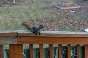 Humane Squirrel Removal in Portland: What Homeowners Should Expect