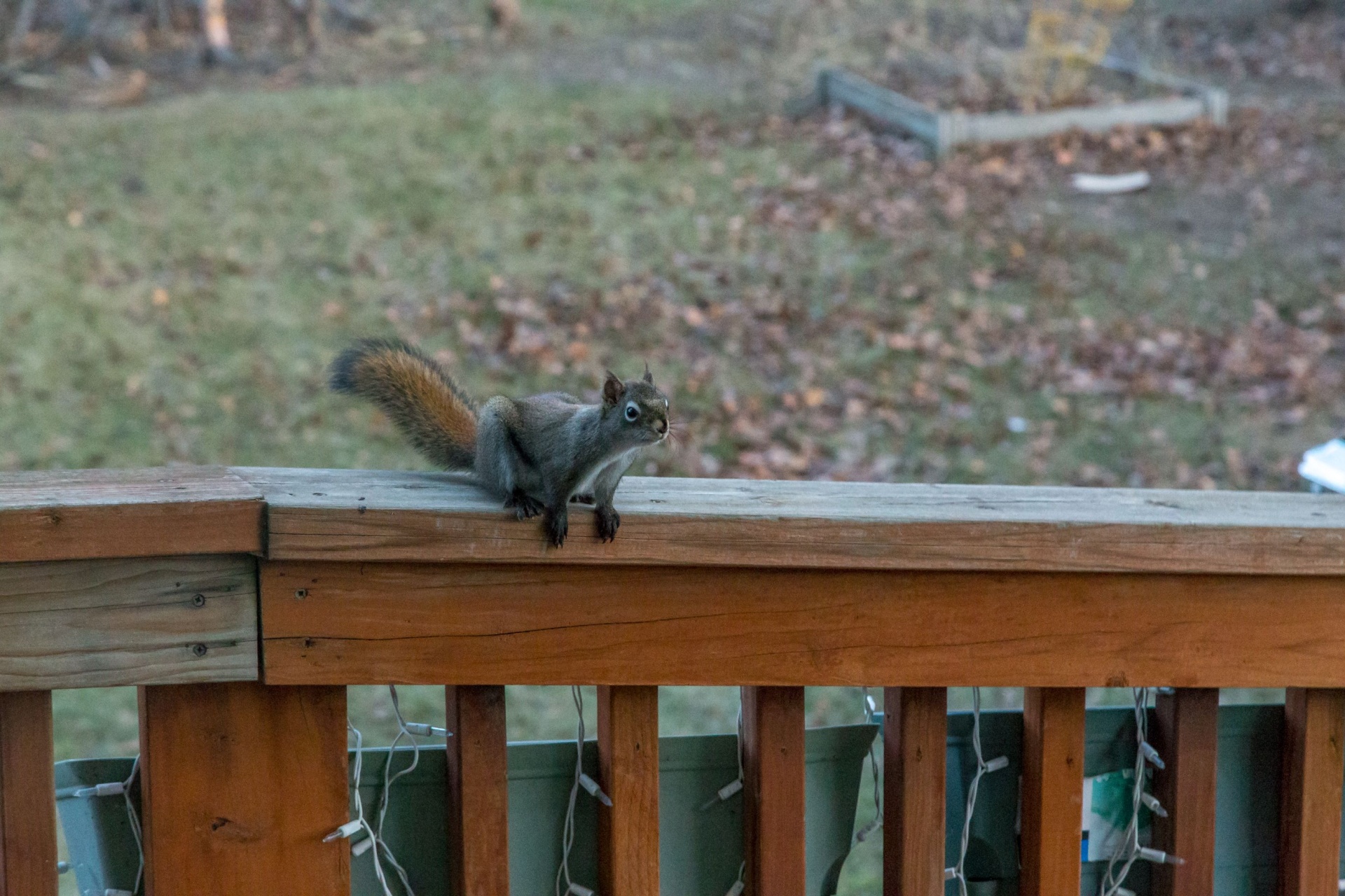 Humane Squirrel Removal in Portland: What Homeowners Should Expect