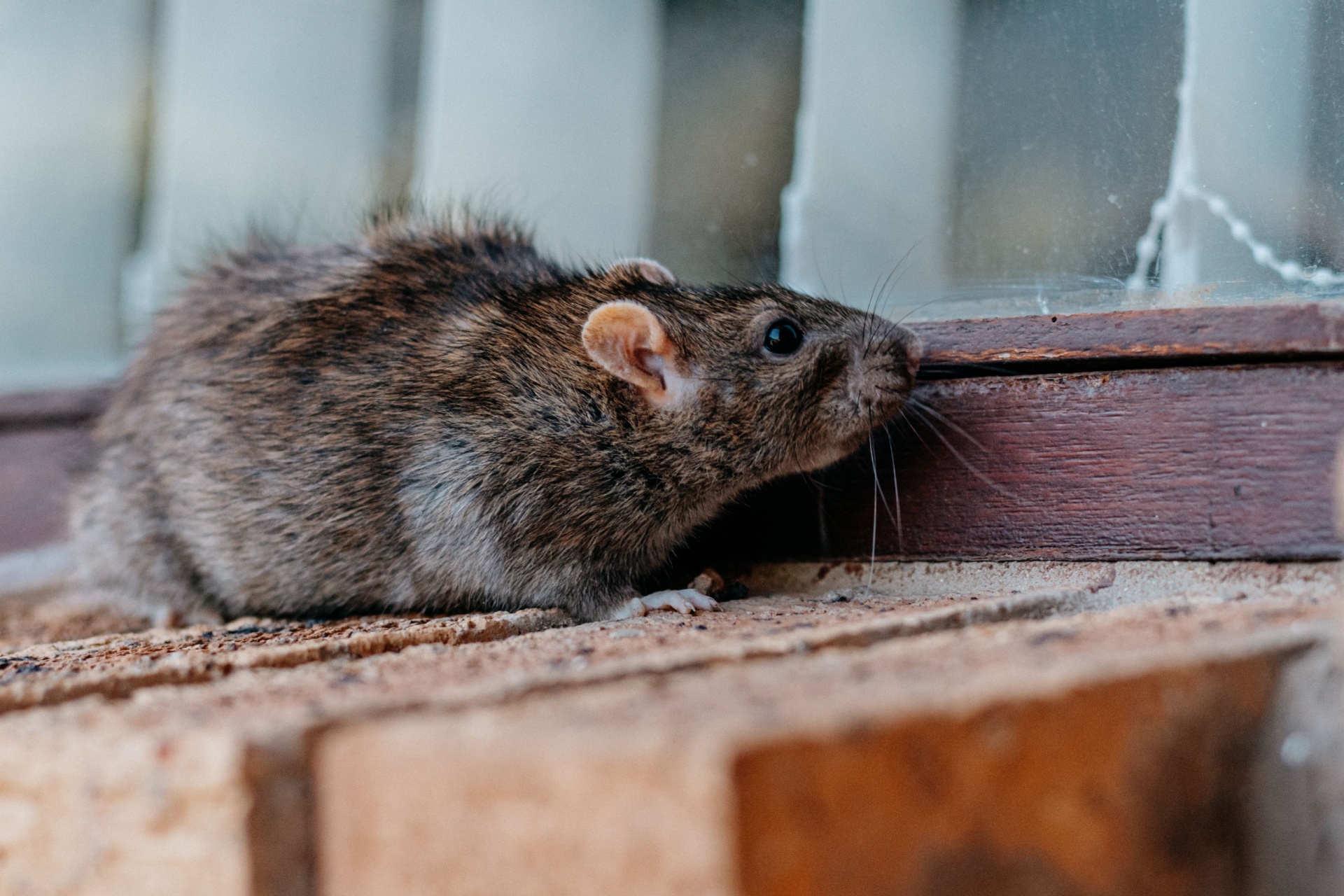 Which Are More Common in Portland: Mice or Rats?