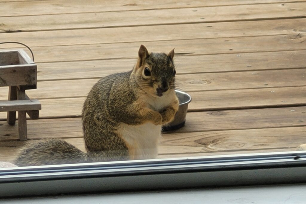 How Professional Exclusion Keeps Squirrels Out of Portland Homes for Good