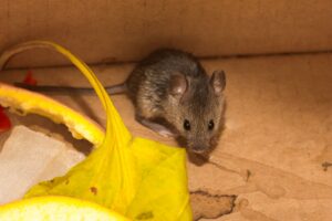 Signs You Have a Rodent Infestation in Your Portland Home