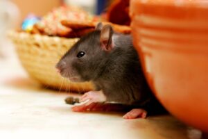Why Rodents Are Such a Big Problem in Portland Homes