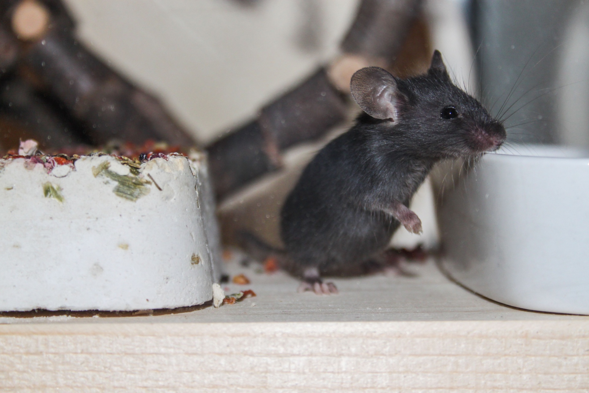 How Portland’s Rainy Climate Drives Rodents Indoors