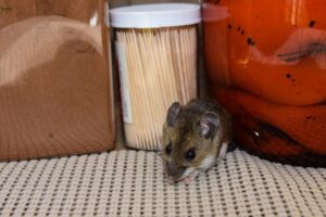 The Most Common Rodents Found in Portland: Rats, Mice, and Voles