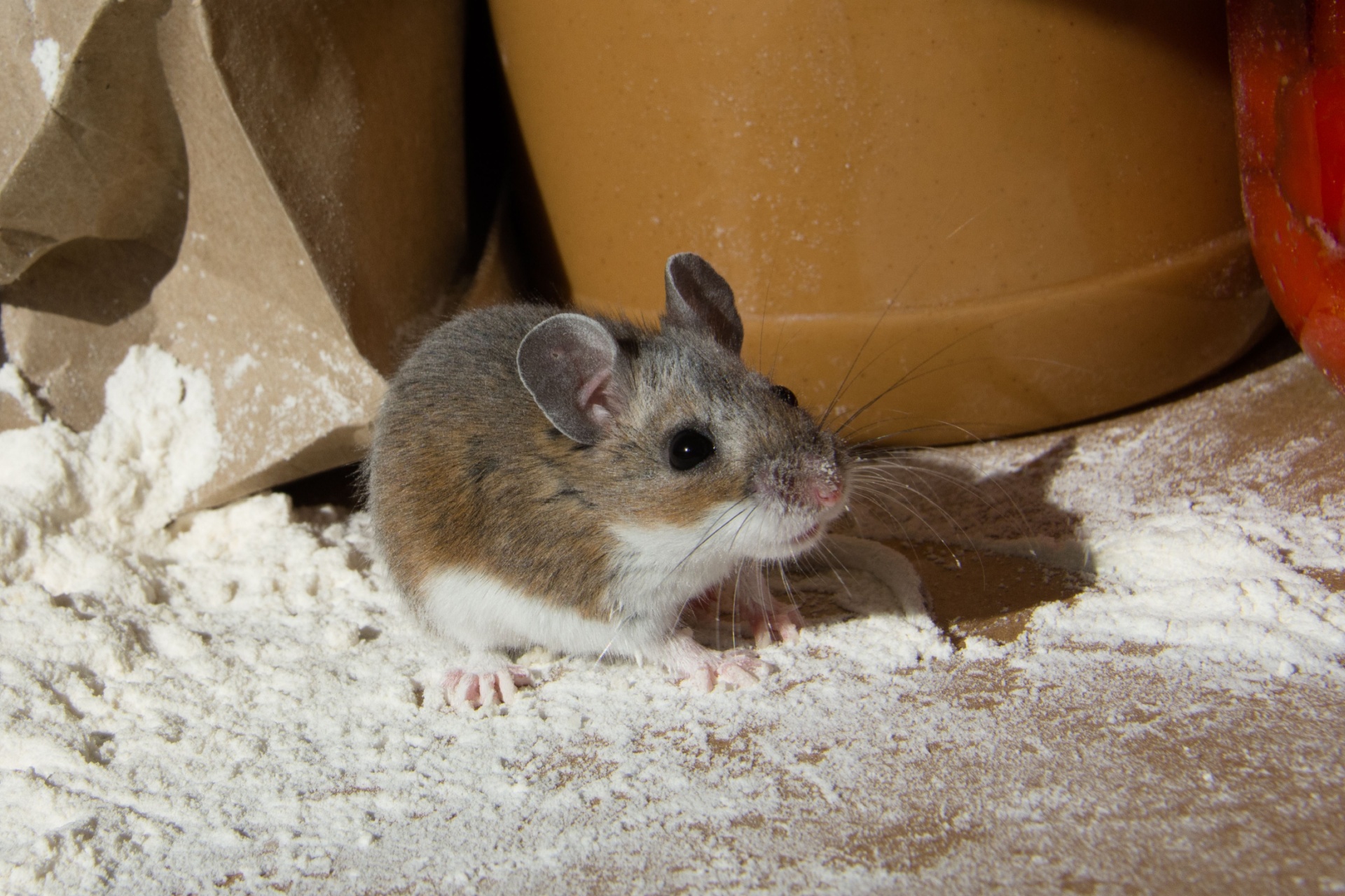 Rodent Control in Portland, OR: What Homeowners Need to Know